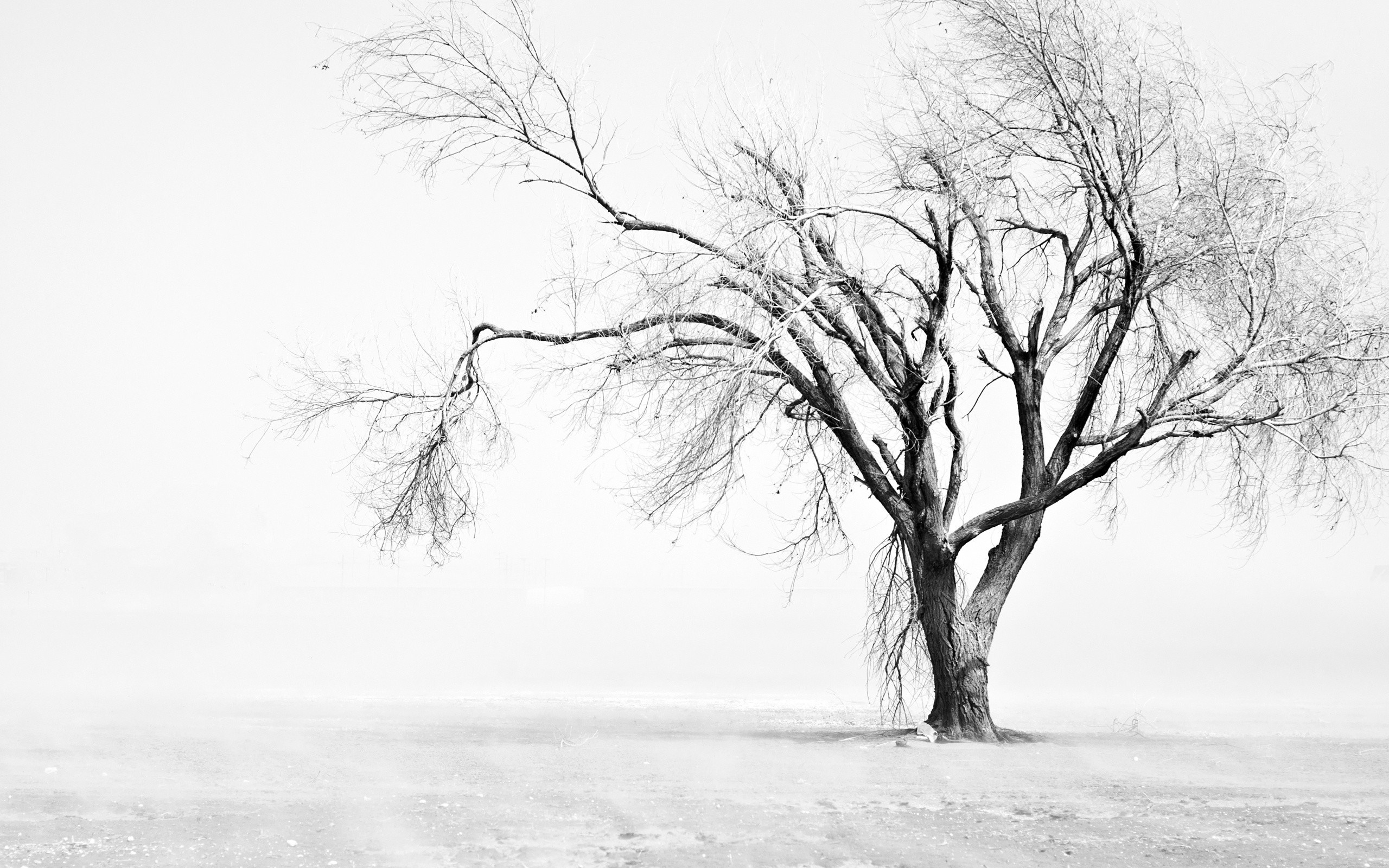 Black-And-White-Tree-Background-HD-Wallpaper – Tour de outdoors